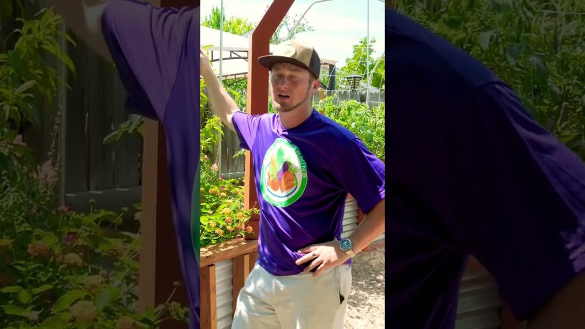 Don’t let these around your crops!  🚫🙊 #vegetablegarden #plantingfruittrees #japanesebeetles