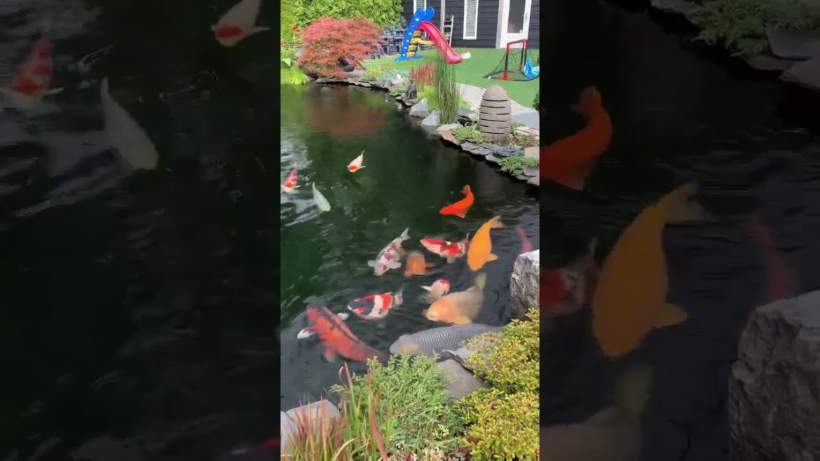 What a jumbo koi pond!!! What a jumbo koi pond!!!