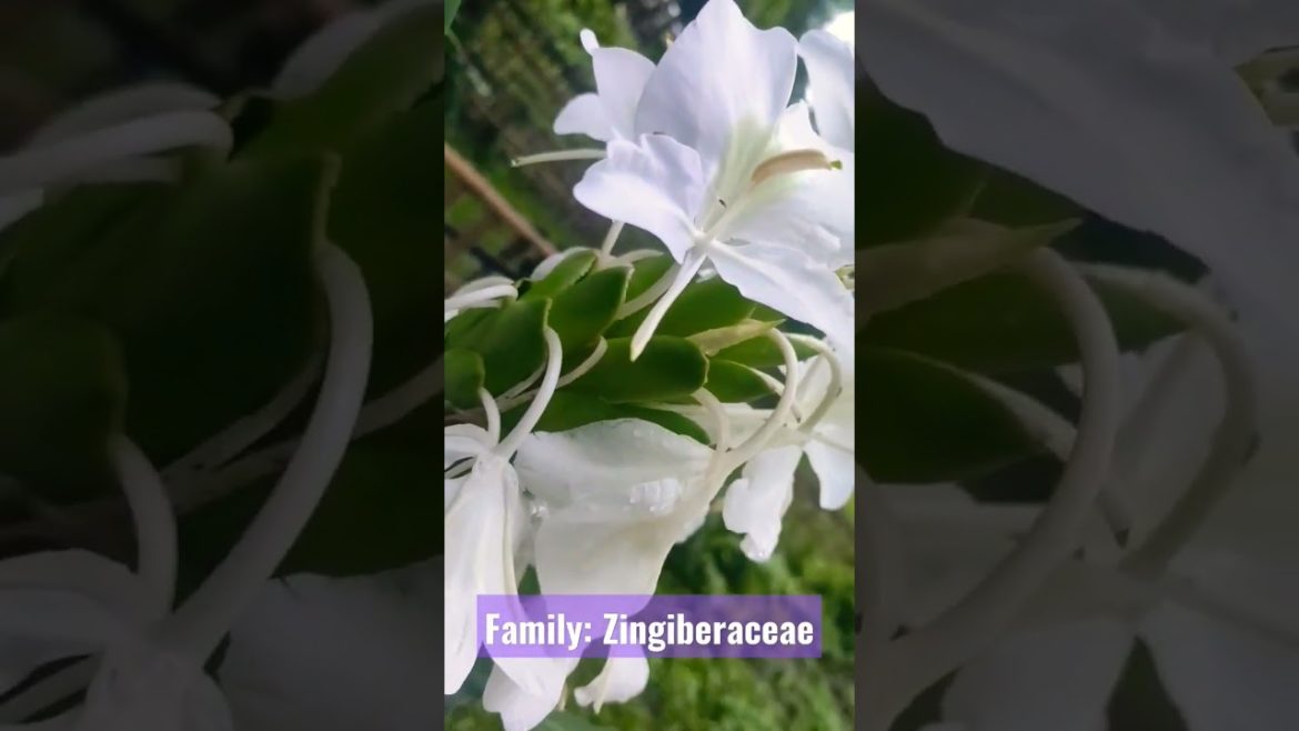 |White ginger lily|Hedychium coronarium|#shortsfeed #shorts #viral#viralvideo #flowers #botany #bio |White ginger lily|Hedychium coronarium|#shortsfeed #shorts #viral#viralvideo #flowers #botany #bio