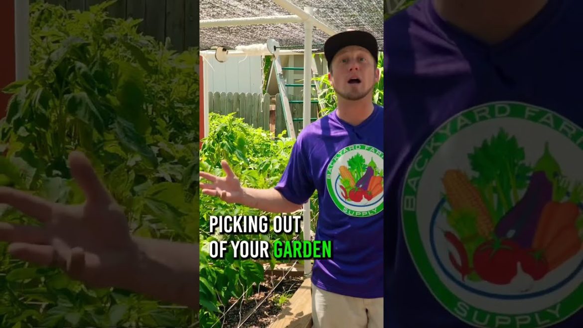 1 Reason To Grow Your Own Food 🌱☀️ #urbangardening 1 Reason To Grow Your Own Food 🌱☀️ #urbangardening