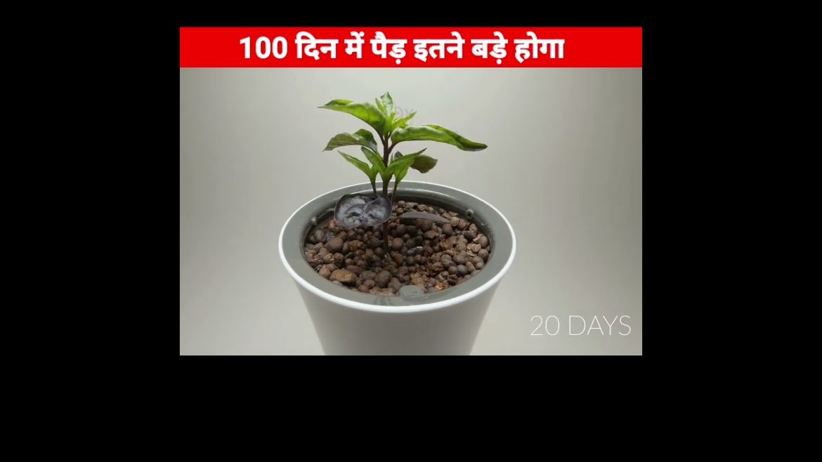 10 दिन में पेड़ कितना बड़ा होगा 🤔 #shorts #ytshort #viral