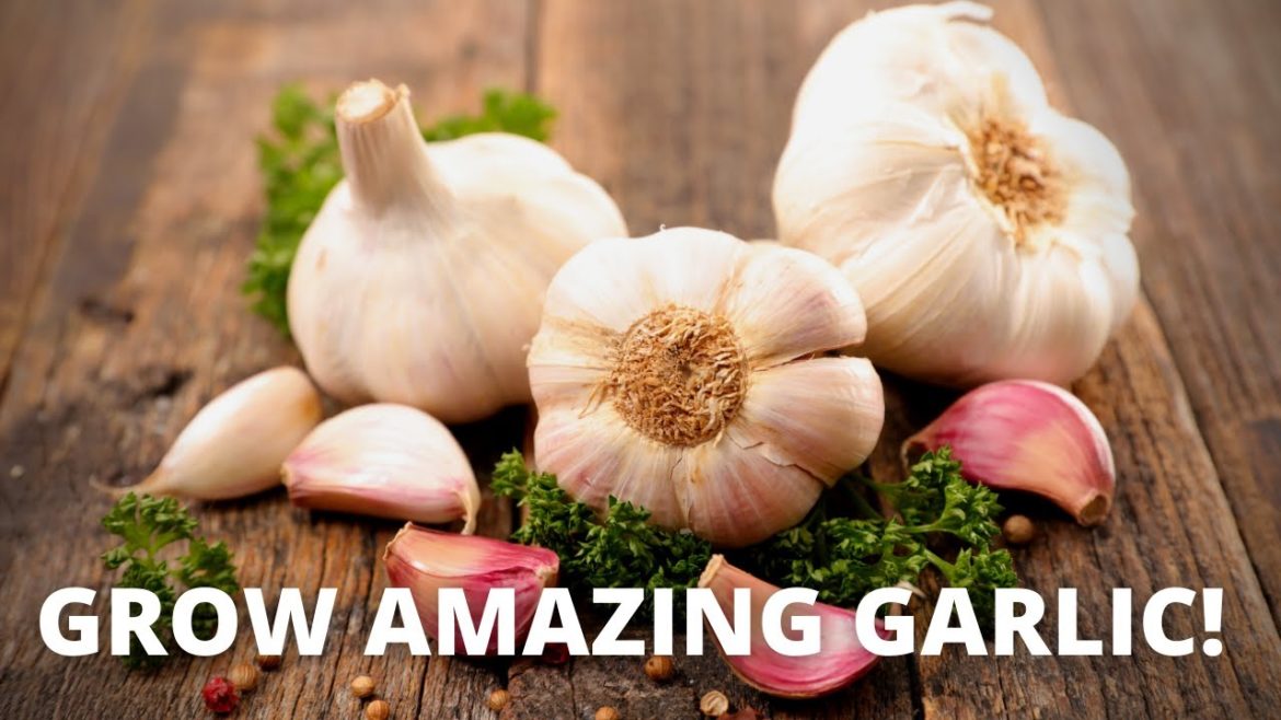 COMPLETE GUIDE to Growing Garlic | from planting to harvest