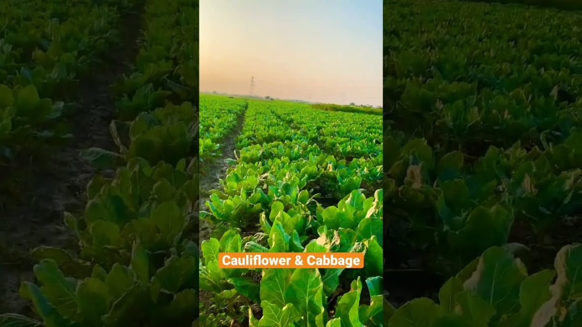 Beautiful Cauliflower Cabbage Farming in Bangladesh #shorts #cauliflower #cabbage #বাধাকপি #ফুলকপি