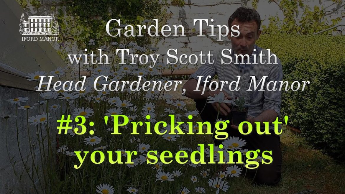 Gardening Tips with Troy #3 – Pricking Out Seedlings Gardening Tips with Troy #3 - Pricking Out Seedlings