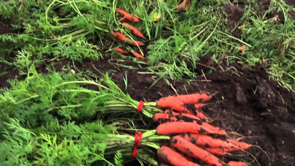 Johnson's Backyard Garden | Austin, TX