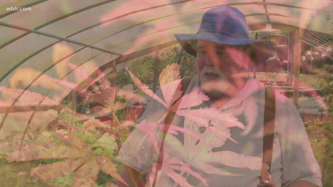 Neal's advice for picking the right Japanese Maple for your landscape