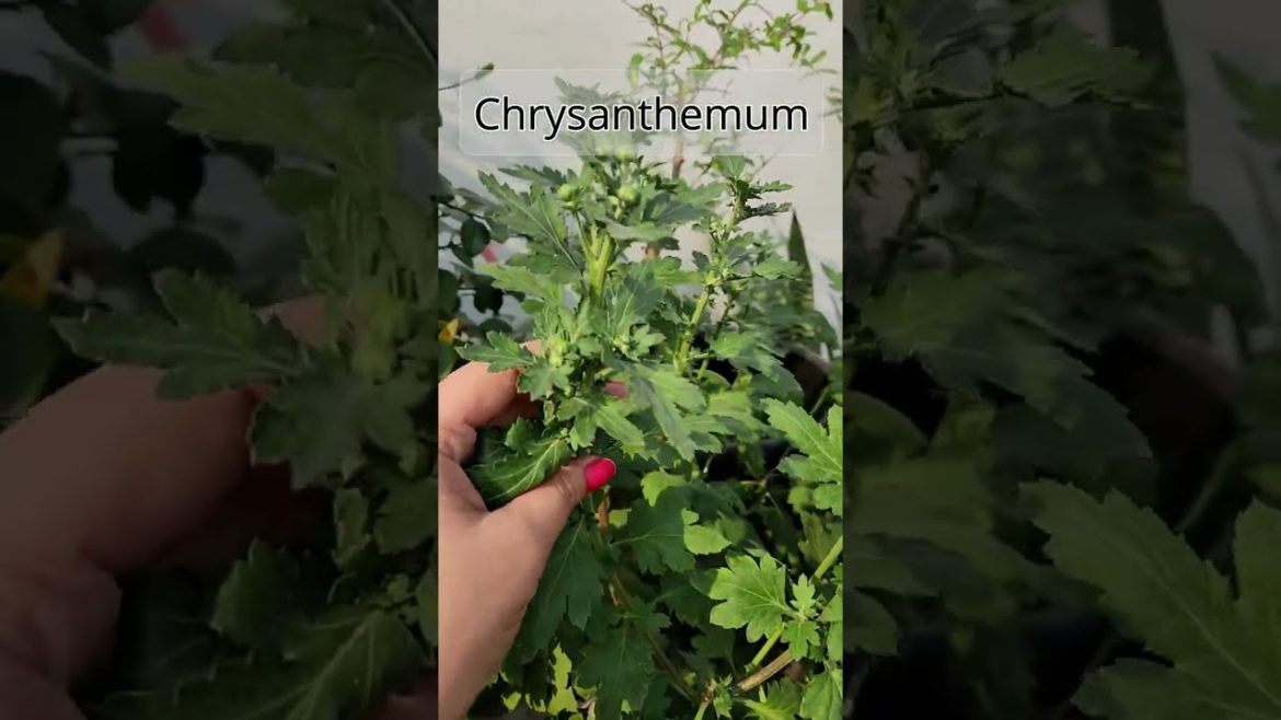 Guldavari Flower Plant care / Chrysanthemum #gardening #shorts #guldaudi Guldavari Flower Plant care / Chrysanthemum #gardening #shorts #guldaudi