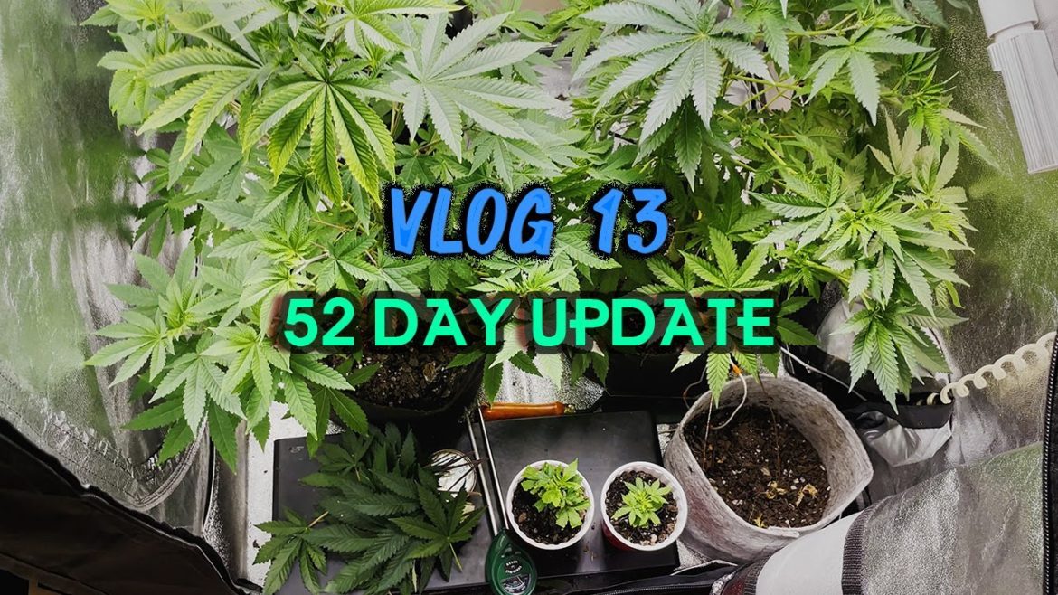 VLOG 13: 52 Day Cannabis Update + Plant Logic