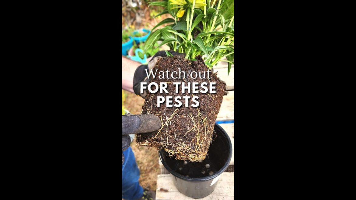 Identify Slug Eggs in Soil of New Plants - 🐌 #shorts