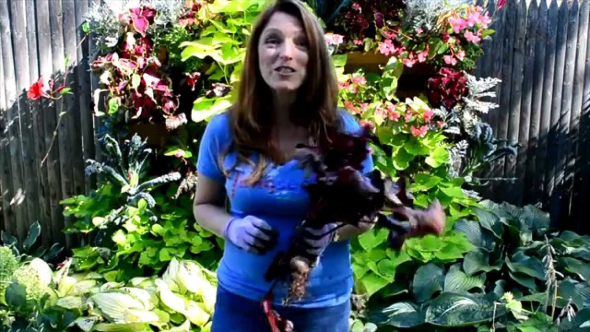 Beets As Ornamental Edible Garden Plants