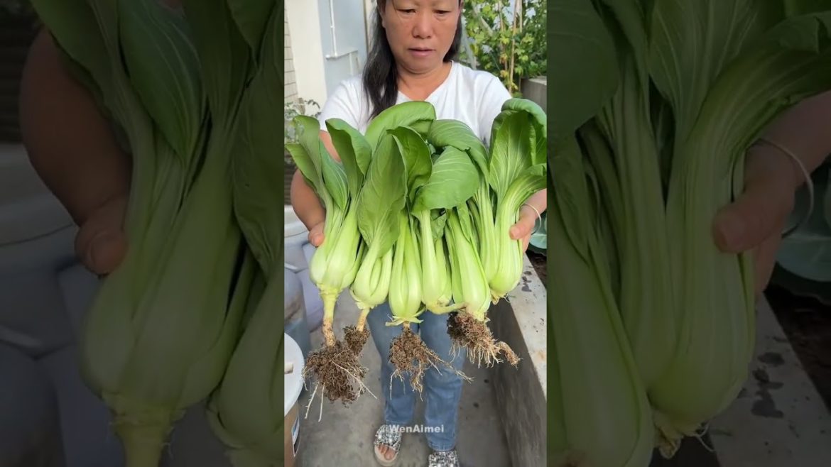 Beautiful Nature with Rural Life #shorts #naturalife #rurallife