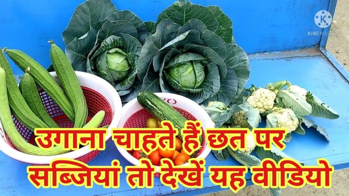 Harvesting and gardening tips. how we grow vegetables at home on terrace