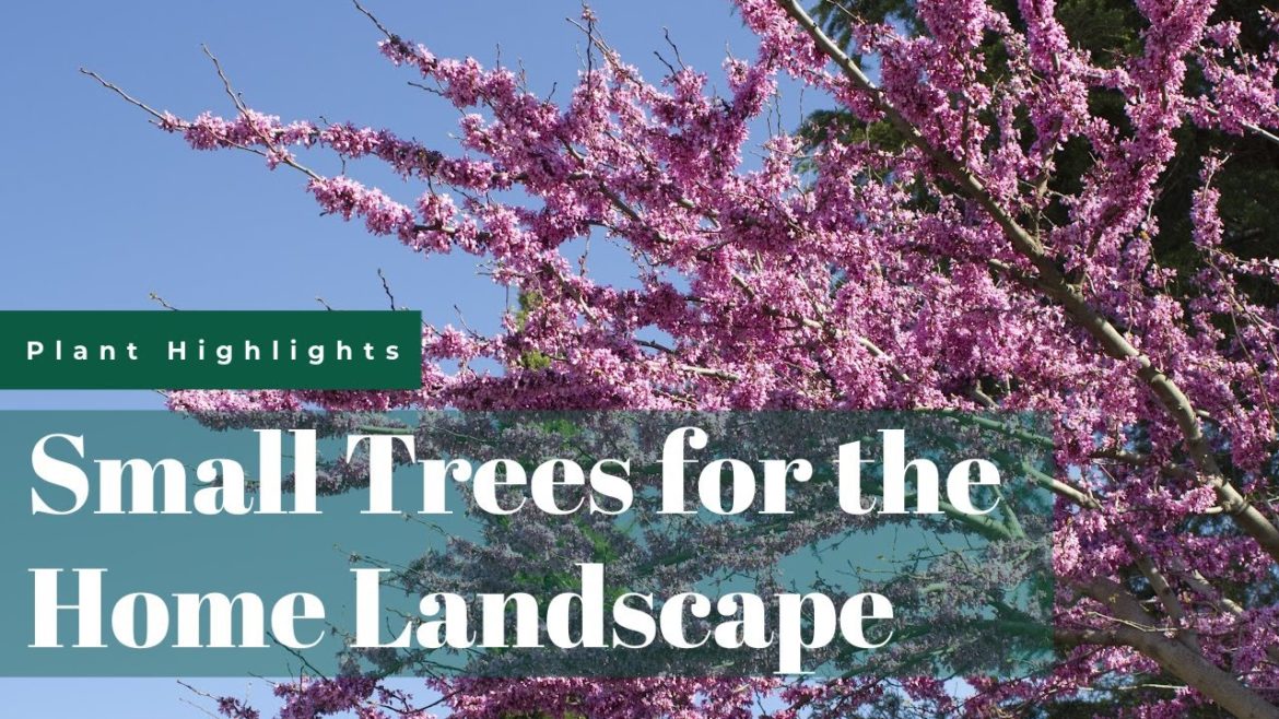 Small Trees for the Home Landscape