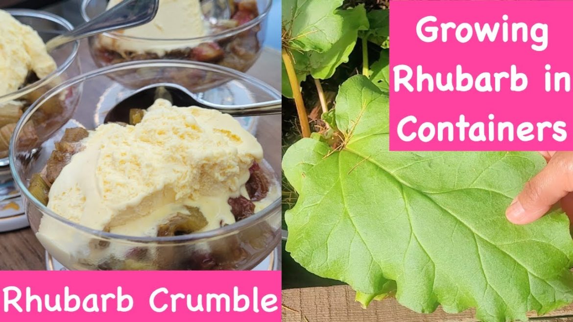 GROWING RHUBARB IN CONTAINERS 🌱🌱
