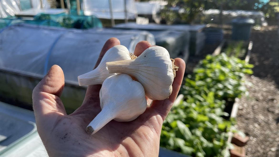 Planting garlic and green garlic