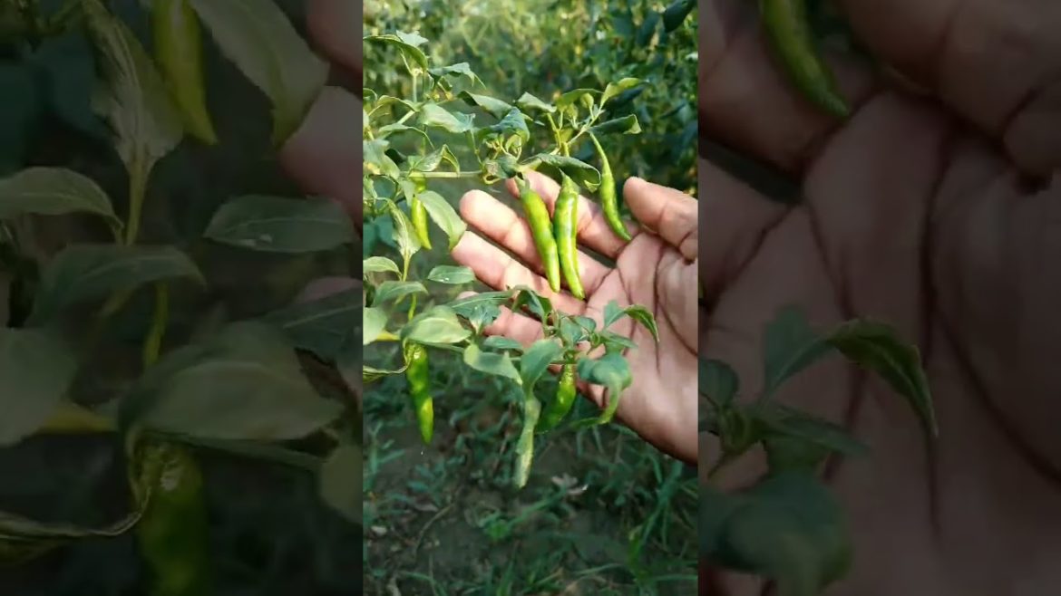 Vegetables Gardening in #shorts #viral #gardening