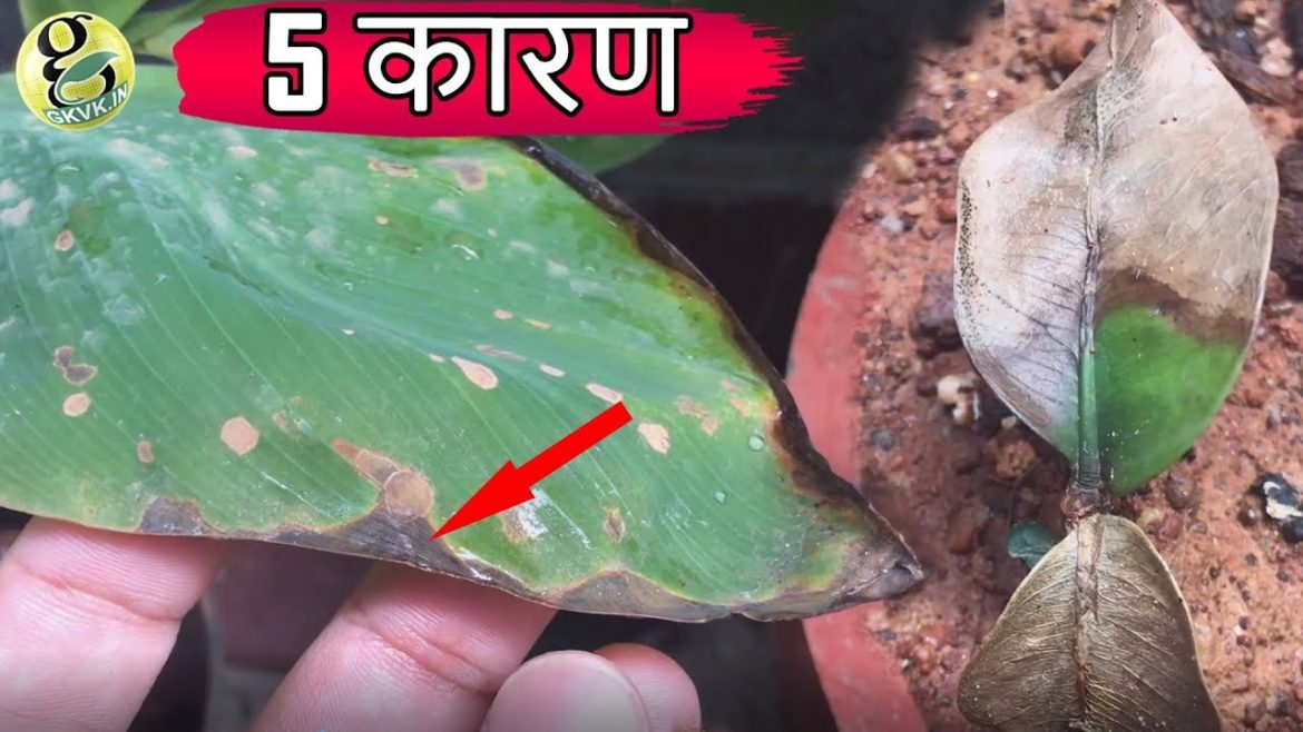 सूखे पीले पत्तियों के 5 कारण | leaf browning |Gardening Tips सूखे पीले पत्तियों के 5 कारण | leaf browning |Gardening Tips