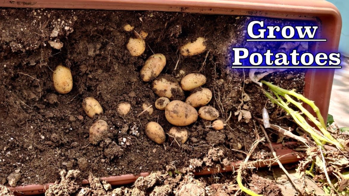 Best Practice To Grow Potatoes || How to Grow Potato Plant at Home (Vegetable Gardening)