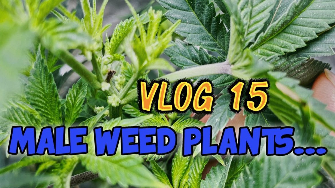 VLOG 15: Male Weed Plants