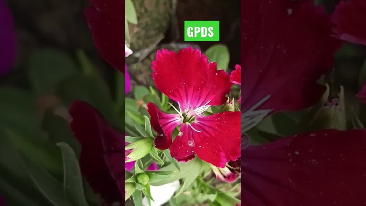 beautiful flower plant in winter Shorts #Beauty #flower #trending #garden