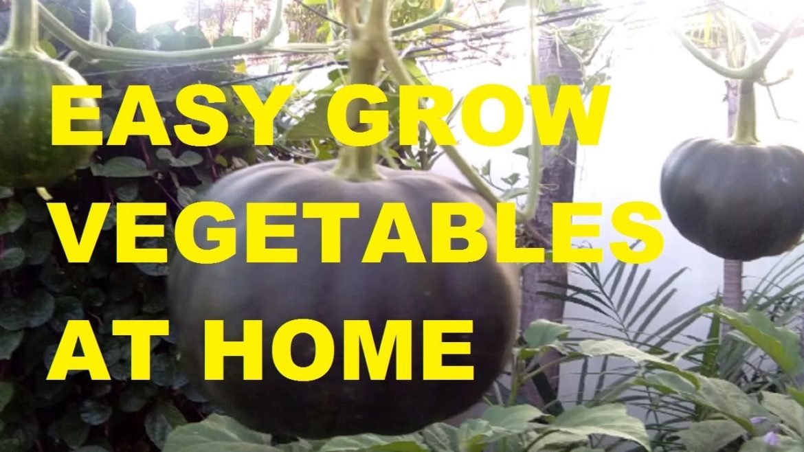 EASY TO GROW VEGETABLES AT HOME: Ideas and tips with garden harvest