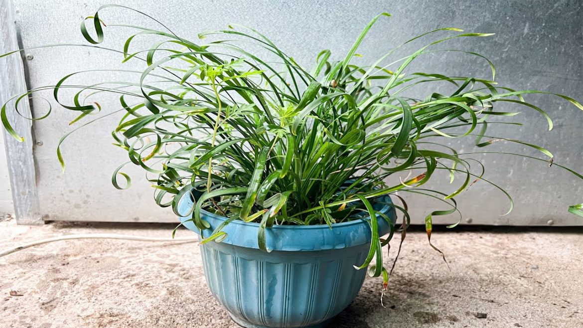 Making Apple fertilizer And Then Applying For Our Plants | Garden Tips. Making Apple fertilizer And Then Applying For Our Plants | Garden Tips.