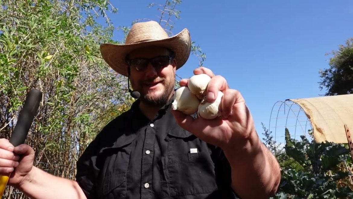 Planting & Harvesting Food Crops In The Backyard Food Forest Garden!