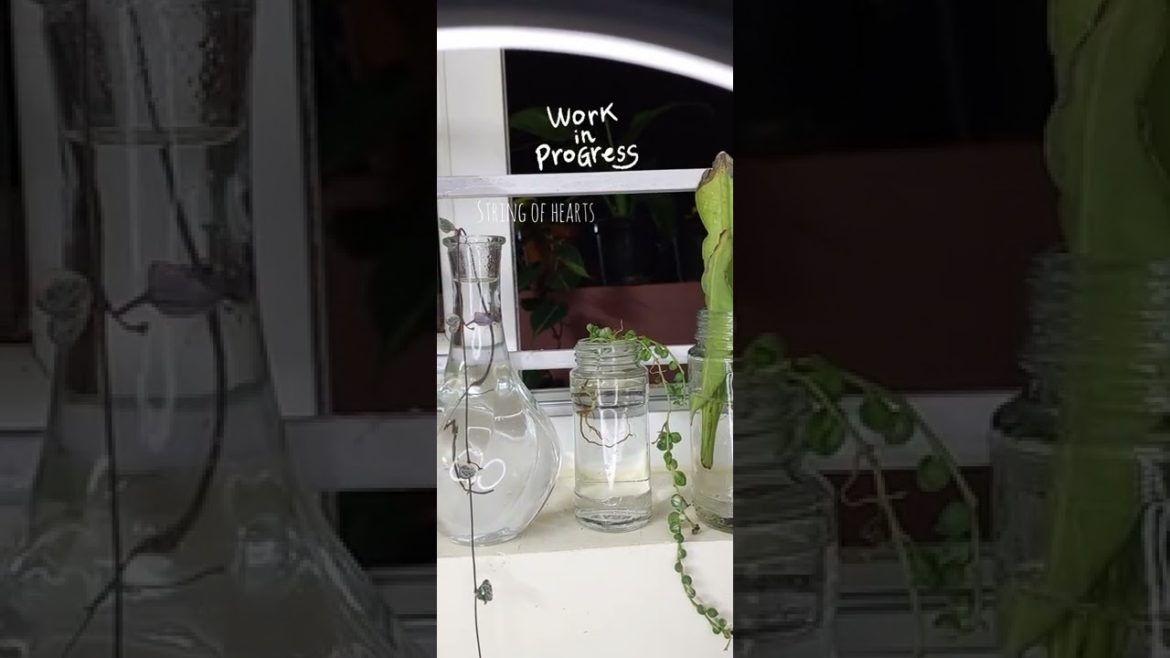 propagating plant cuttings in water #shorts #propagating propagating plant cuttings in water #shorts #propagating