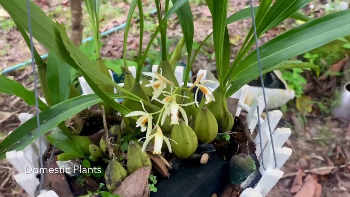 Beautiful Orchids Plant Beautiful Orchids Plant