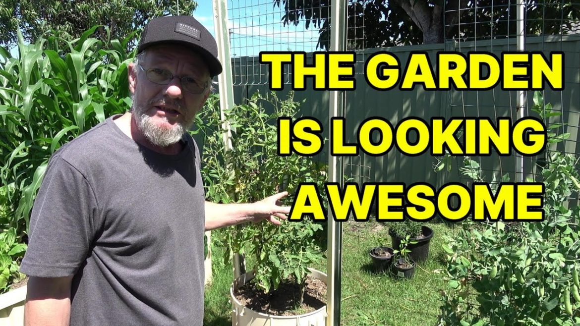 Vegetable  garden update 26 10 2022