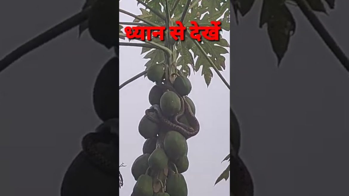 कैमरे में कैद हुए अदभुत जहरीले सांप,😎 #shorts #ytshorts