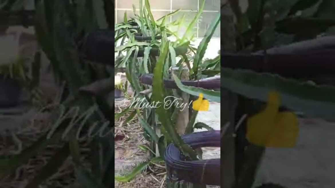 Backyard Dragon Fruit Garden-Avalon Farm🌳