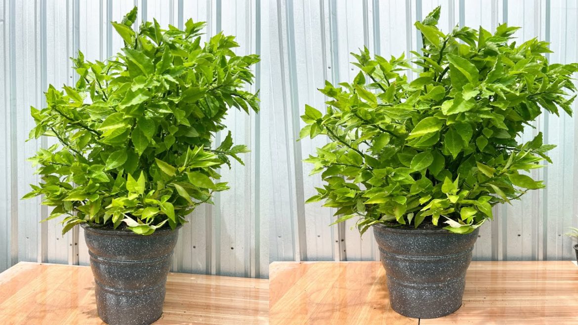 Growing Euphorbia In Soil Very BeautifullyGarden Tips.