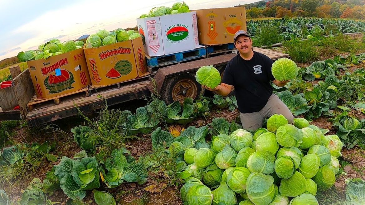 WE WORKED HARD FOR THIS HARVEST
