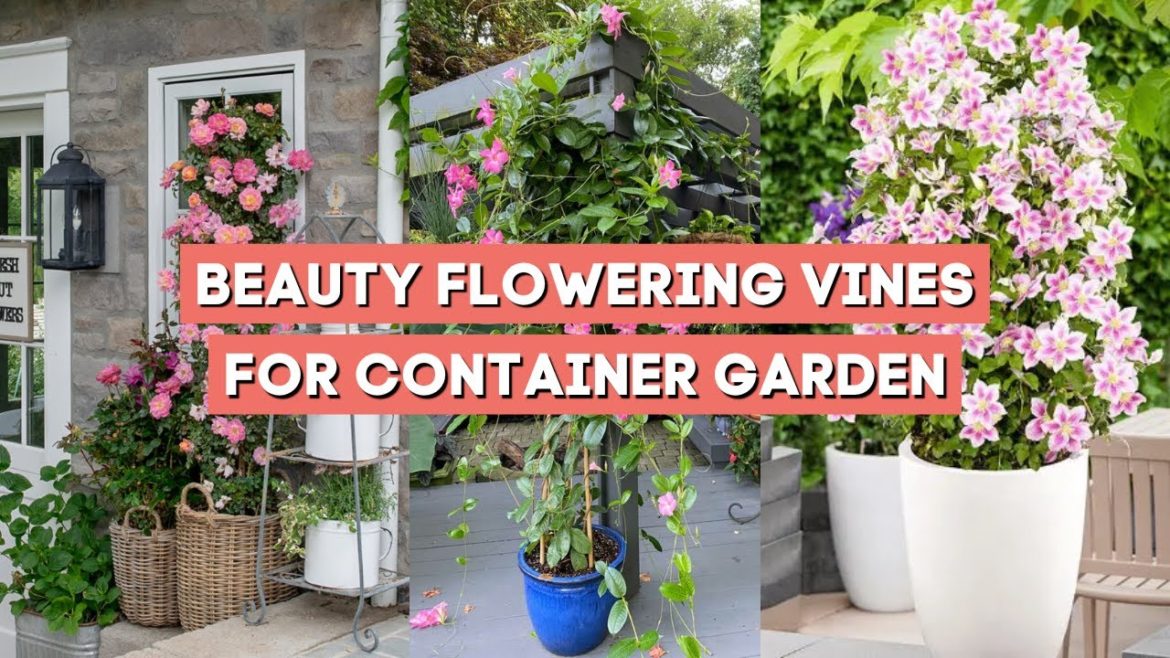 10 Flowering Vines for Container Gardening ๐ผ๐ธโจ 10 Flowering Vines for Container Gardening ๐ผ๐ธโจ