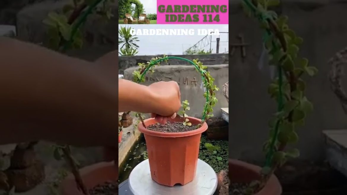 You can also try this😆🌴🌱🌿😇/gardening ideas nonstop  😇…@Sunil Marchant