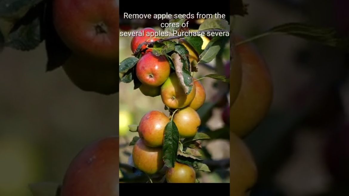 tips for growing apples#shorts tips for growing apples#shorts