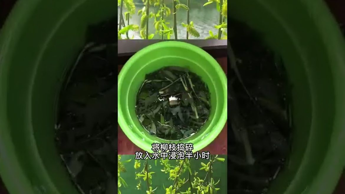 October 2022 Tips for garden at home with me October 2022 Tips for garden at home with me