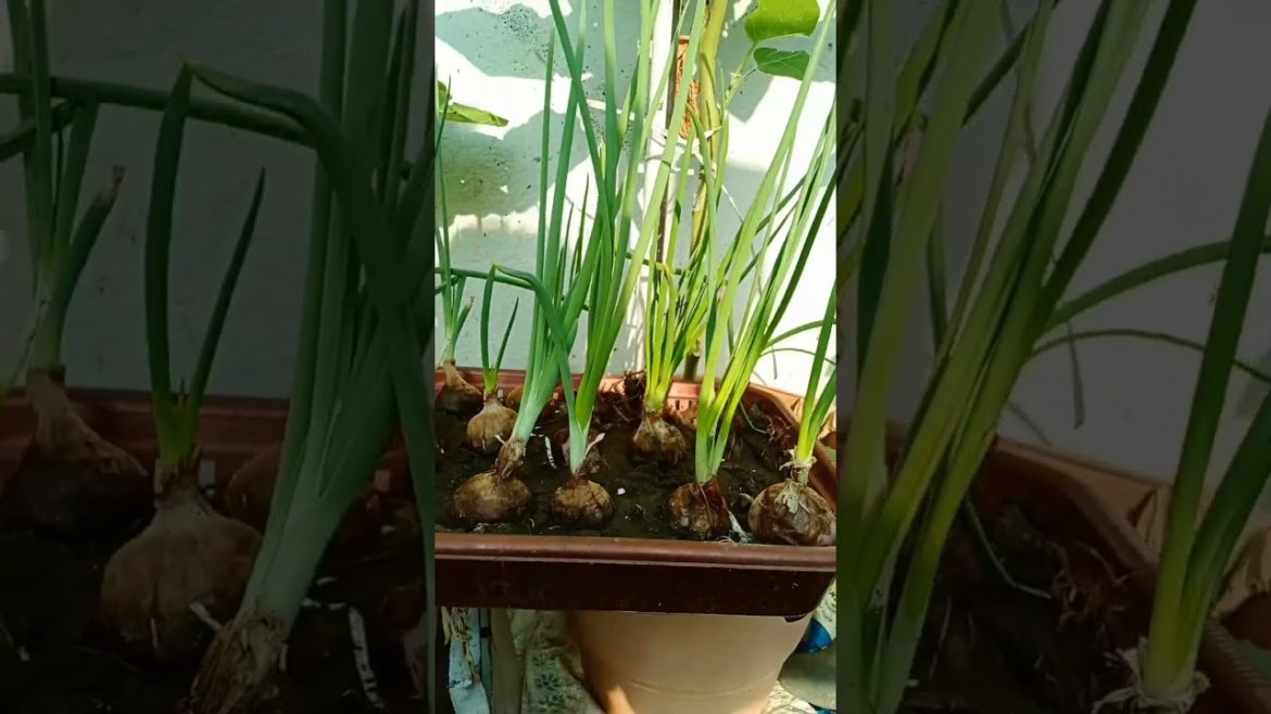 I grow onions in tray #shorts