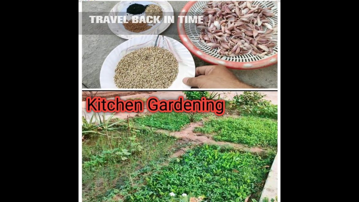 #Kitchen Gardening | #vegetables | Farm Fresh | Grow Vegetables at home