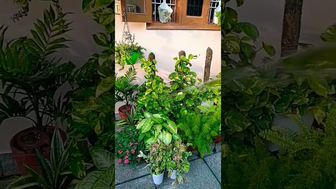 Garden Activity !! Washing my Plants  #shorts #viral #trending #nishthamahant watering