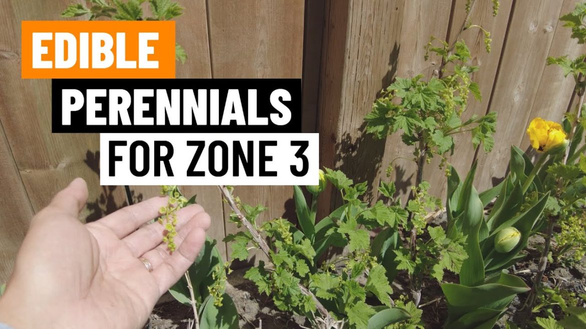 Hardy Edible Perennials for Our Zone 3 Garden (End of May Update)