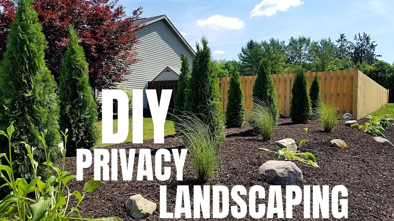 Diy Privacy Landscaping Emerald Green Arborvitae Landscaping