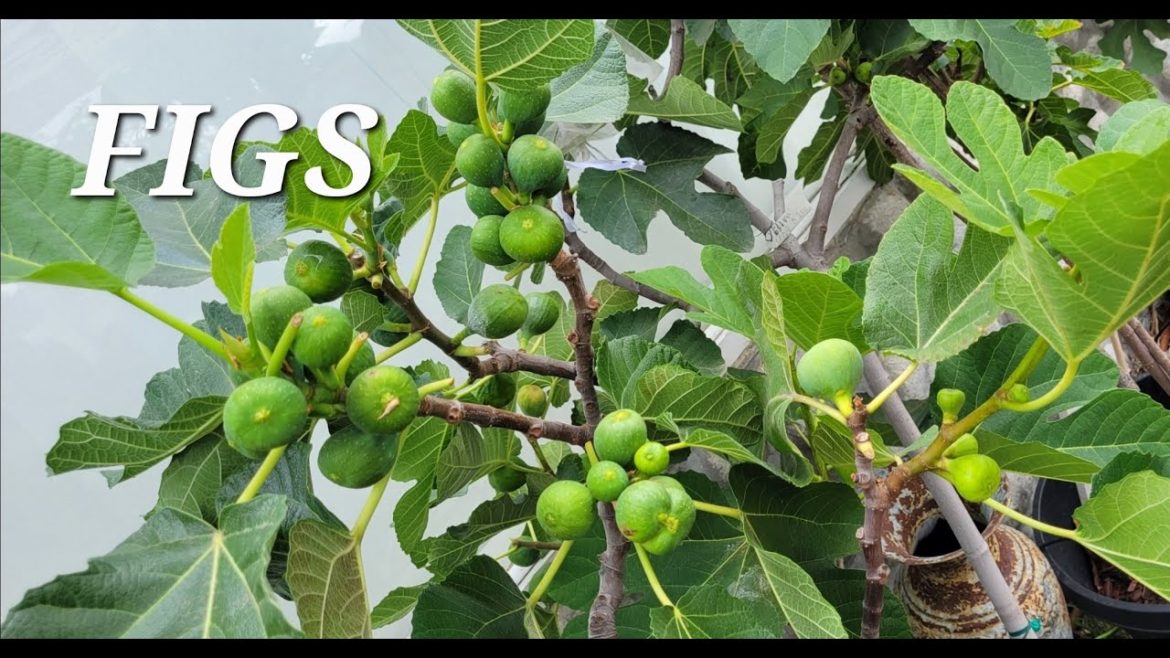 My FIG Trees COLLECTION in Containers.  Container Gardening