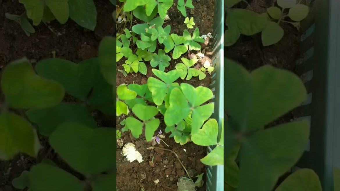 Wild Edibles Wood sorrel Edible garden weed Wild Edibles Wood sorrel Edible garden weed