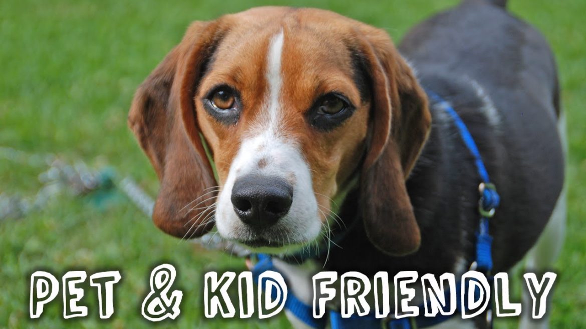 PET & KID FRIENDLY LANDSCAPES