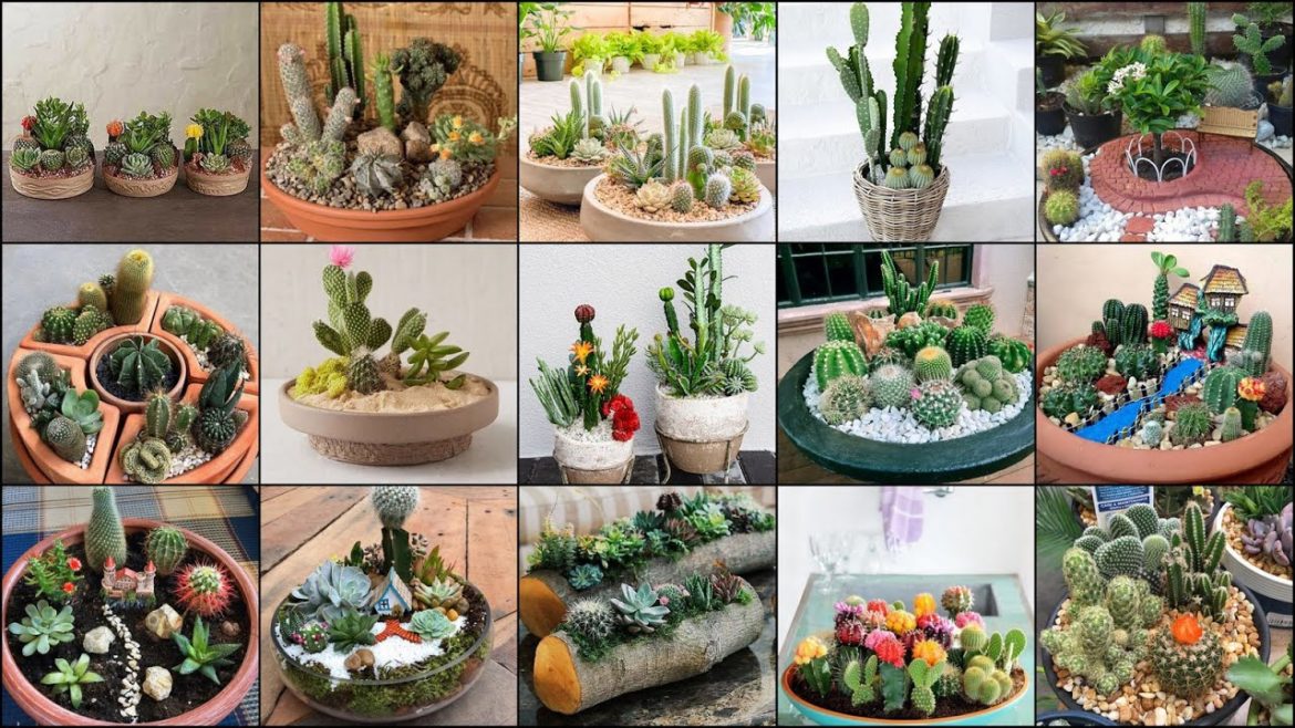 Cactus Dish Garden Design Ideas | Mini Garden Design Ideas