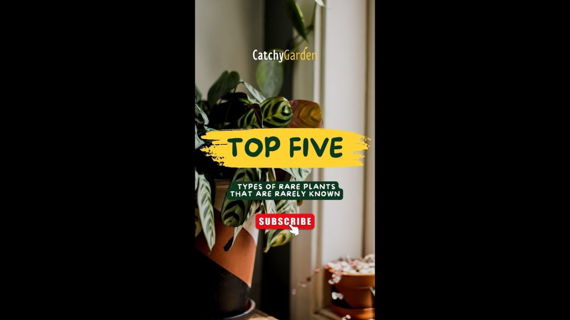Top Five Types of Rare Plants That Are Rarely Known ☘️🌴// #short #shorts Top Five Types of Rare Plants That Are Rarely Known ☘️🌴// #short #shorts