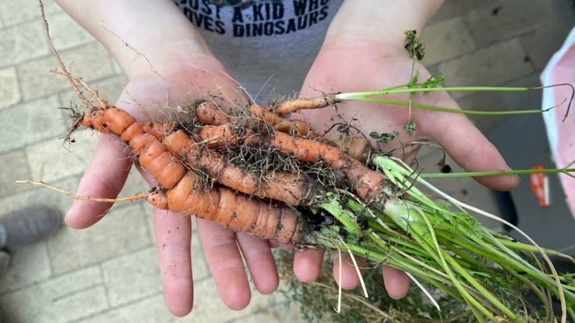Building a Community Garden – Plants, Landscaping, and Garden Design Building a Community Garden - Plants, Landscaping, and Garden Design