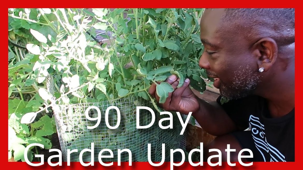 Zone 9 Gardening | Our Small Backyard Garden Tour Zone 9 Gardening | Our Small Backyard Garden Tour